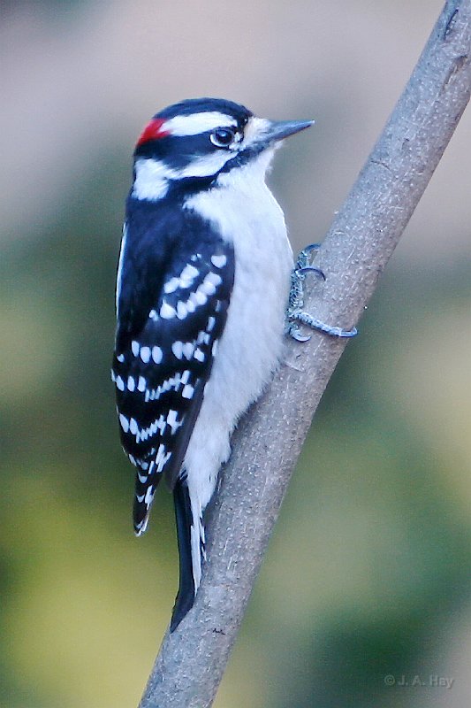 IMG 2712 - Version 3 - Version 2